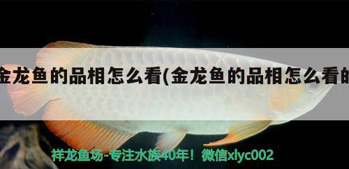 金龍魚的品相怎么看(金龍魚的品相怎么看的)