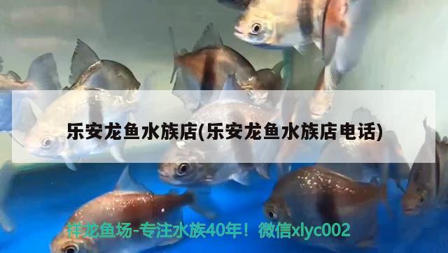 樂安龍魚水族店(樂安龍魚水族店電話) 白子金龍魚