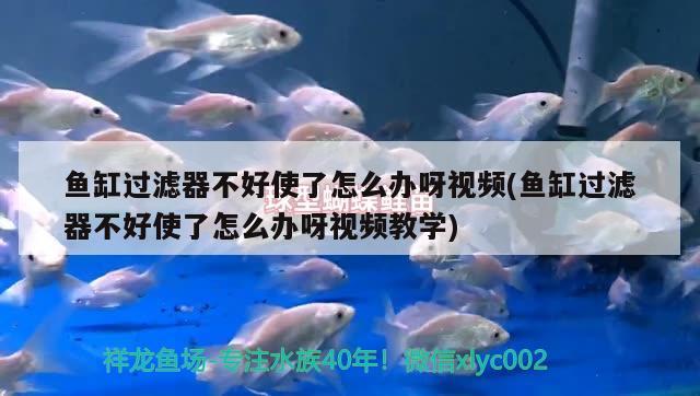 魚缸過濾器不好使了怎么辦呀視頻(魚缸過濾器不好使了怎么辦呀視頻教學(xué)) 黃鰭鯧魚