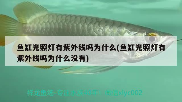 魚缸光照燈有紫外線嗎為什么(魚缸光照燈有紫外線嗎為什么沒有) 帝王血鉆魚