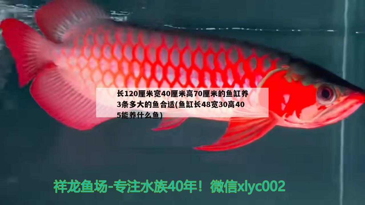 長(zhǎng)120厘米寬40厘米高70厘米的魚(yú)缸養(yǎng)3條多大的魚(yú)合適(魚(yú)缸長(zhǎng)48寬30高405能養(yǎng)什么魚(yú)) 黃金鴨嘴魚(yú)