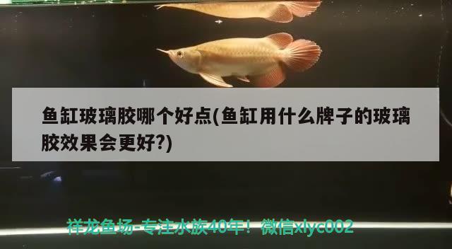 魚缸玻璃膠哪個好點(diǎn)(魚缸用什么牌子的玻璃膠效果會更好？) 魚缸水泵