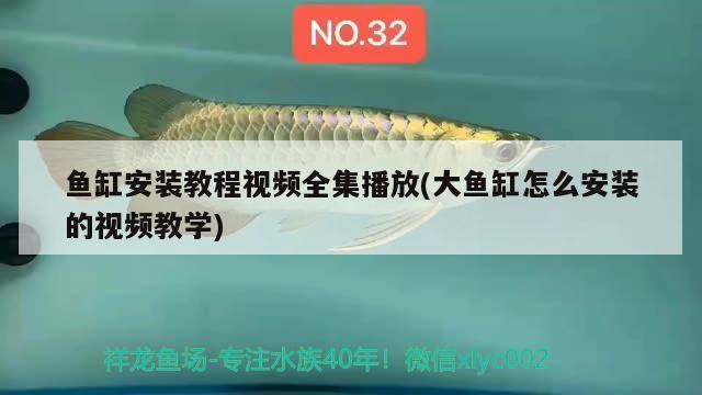 魚缸安裝教程視頻全集播放(大魚缸怎么安裝的視頻教學(xué)) 國(guó)產(chǎn)元寶鳳凰魚