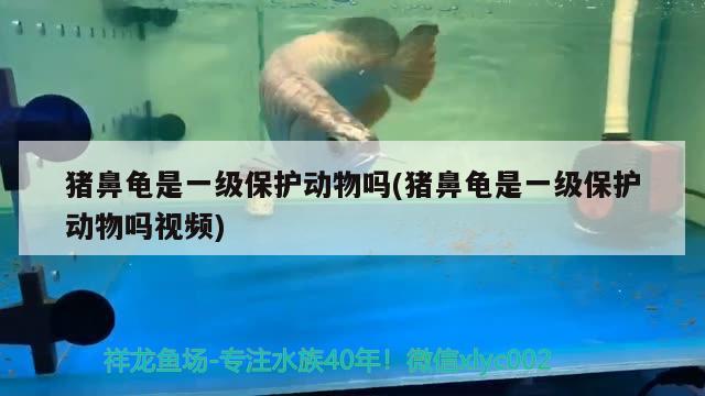 豬鼻龜是一級保護動物嗎(豬鼻龜是一級保護動物嗎視頻)