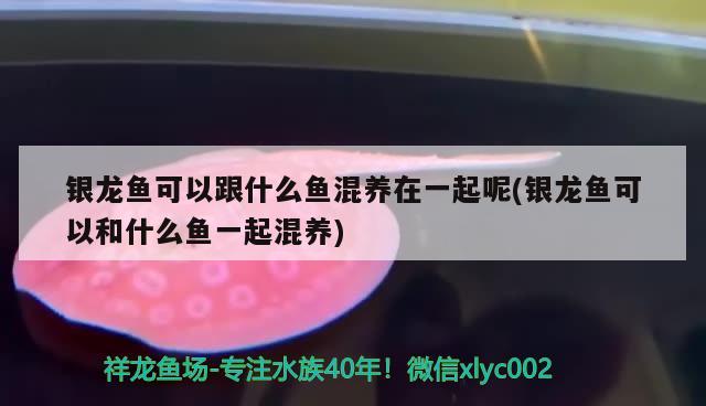 銀龍魚可以跟什么魚混養(yǎng)在一起呢(銀龍魚可以和什么魚一起混養(yǎng)) 銀龍魚