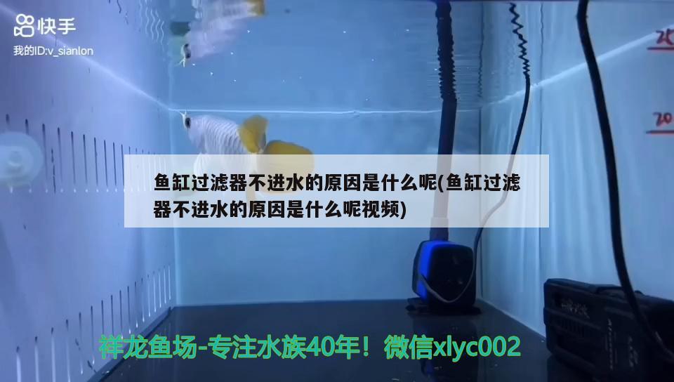 魚缸過濾器不進水的原因是什么呢(魚缸過濾器不進水的原因是什么呢視頻) 魚缸百科