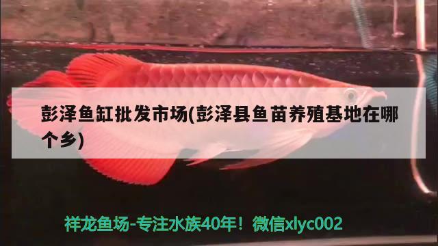 彭澤魚缸批發(fā)市場(chǎng)(彭澤縣魚苗養(yǎng)殖基地在哪個(gè)鄉(xiāng))