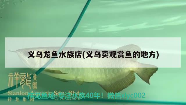 義烏龍魚水族店(義烏賣觀賞魚的地方) 野彩魚 第2張