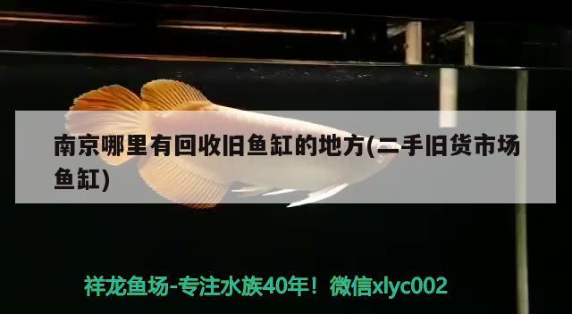 南京哪里有回收舊魚缸的地方(二手舊貨市場(chǎng)魚缸) 黑金魟魚