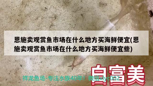 恩施賣觀賞魚市場(chǎng)在什么地方買海鮮便宜(恩施賣觀賞魚市場(chǎng)在什么地方買海鮮便宜些)