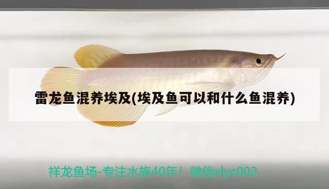 雷龍魚(yú)混養(yǎng)埃及(埃及魚(yú)可以和什么魚(yú)混養(yǎng))