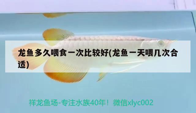 龍魚多久喂食一次比較好(龍魚一天喂幾次合適) 高背金龍魚