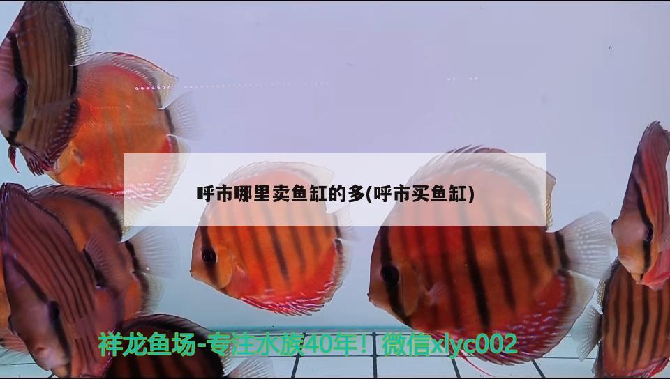 呼市哪里賣魚缸的多(呼市買魚缸) 2024第28屆中國國際寵物水族展覽會(huì)CIPS（長(zhǎng)城寵物展2024 CIPS）