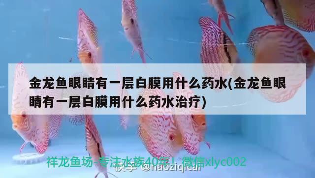 金龍魚(yú)眼睛有一層白膜用什么藥水(金龍魚(yú)眼睛有一層白膜用什么藥水治療)