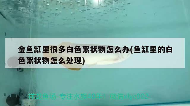 金魚缸里很多白色絮狀物怎么辦(魚缸里的白色絮狀物怎么處理) 進(jìn)口元寶鳳凰魚