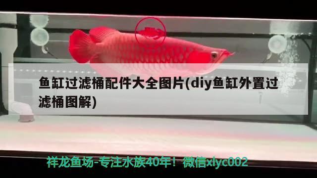 魚缸過濾桶配件大全圖片(diy魚缸外置過濾桶圖解) 藍底過背金龍魚