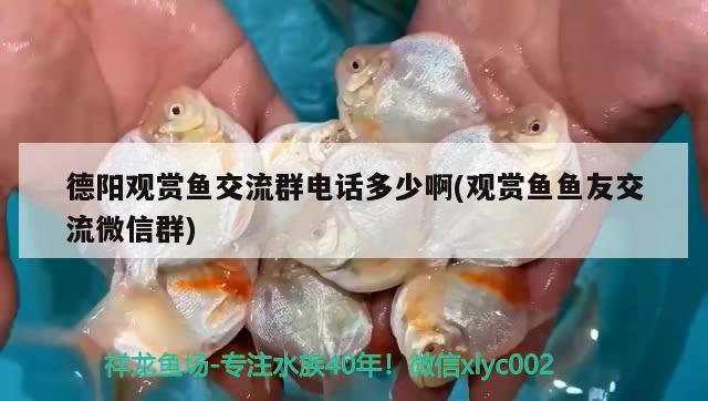 德陽(yáng)觀賞魚交流群電話多少啊(觀賞魚魚友交流微信群) 紅魔王銀版魚