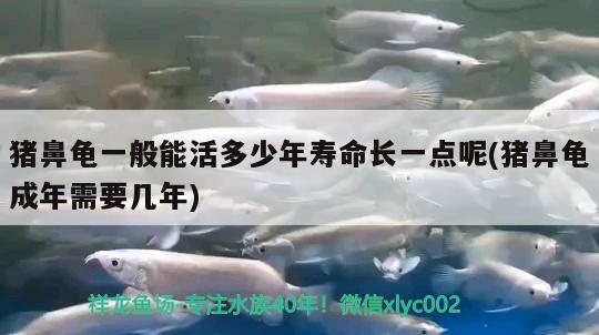 豬鼻龜一般能活多少年壽命長一點呢(豬鼻龜成年需要幾年) 豬鼻龜