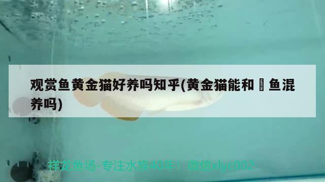 觀賞魚黃金貓好養(yǎng)嗎知乎(黃金貓能和魟魚混養(yǎng)嗎) 黃金貓魚百科