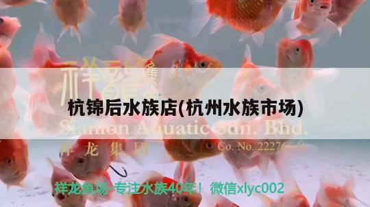 杭錦后水族店(杭州水族市場) 稀有金龍魚