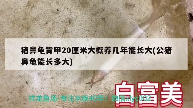 豬鼻龜背甲20厘米大概養(yǎng)幾年能長大(公豬鼻龜能長多大)