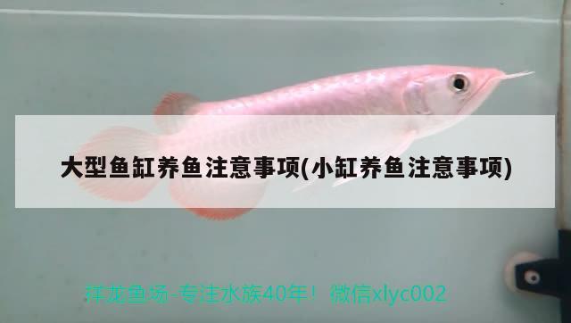 大型魚缸養(yǎng)魚注意事項(xiàng)(小缸養(yǎng)魚注意事項(xiàng)) 球鯊魚