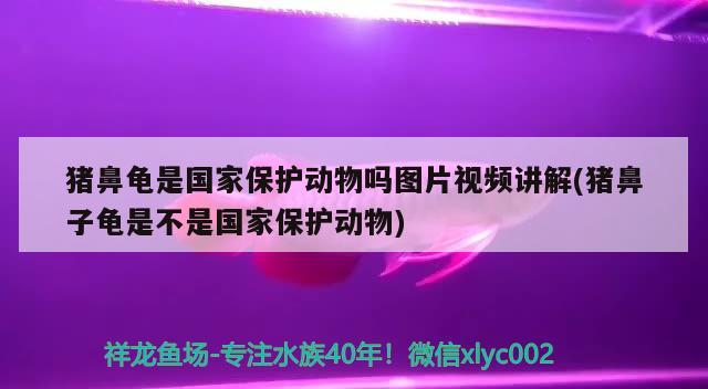 豬鼻龜是國家保護動物嗎圖片視頻講解(豬鼻子龜是不是國家保護動物)