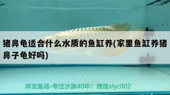 豬鼻龜適合什么水質(zhì)的魚缸養(yǎng)(家里魚缸養(yǎng)豬鼻子龜好嗎)