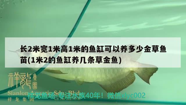 長2米寬1米高1米的魚缸可以養(yǎng)多少金草魚苗(1米2的魚缸養(yǎng)幾條草金魚) 祥龍金禾金龍魚