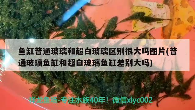 魚缸普通玻璃和超白玻璃區(qū)別很大嗎圖片(普通玻璃魚缸和超白玻璃魚缸差別大嗎) 魚缸定做