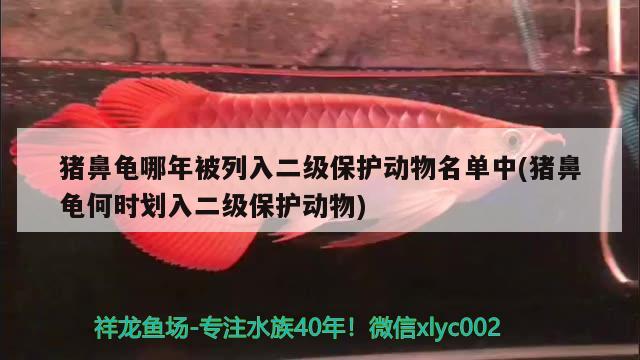 豬鼻龜哪年被列入二級(jí)保護(hù)動(dòng)物名單中(豬鼻龜何時(shí)劃入二級(jí)保護(hù)動(dòng)物) 豬鼻龜