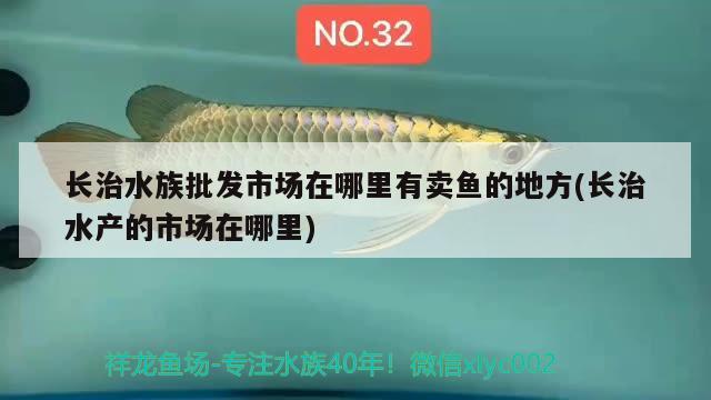 長治水族批發(fā)市場(chǎng)在哪里有賣魚的地方(長治水產(chǎn)的市場(chǎng)在哪里) 觀賞魚水族批發(fā)市場(chǎng)