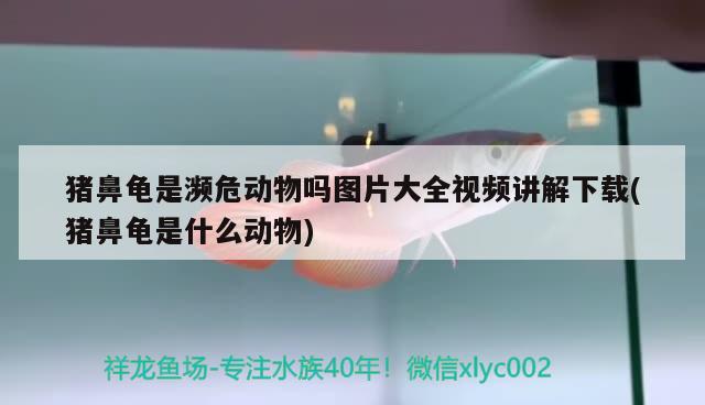 豬鼻龜是瀕危動物嗎圖片大全視頻講解下載(豬鼻龜是什么動物) 豬鼻龜