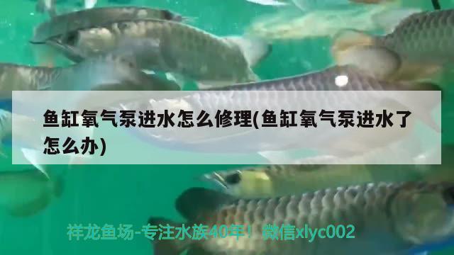 魚缸氧氣泵進水怎么修理(魚缸氧氣泵進水了怎么辦) 二氧化碳設(shè)備