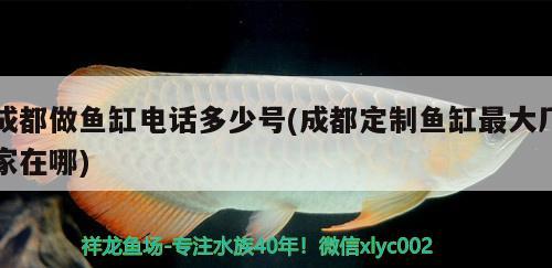 成都做魚缸電話多少號(hào)(成都定制魚缸最大廠家在哪) 龍魚疾病與治療