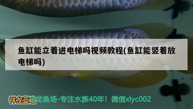 魚缸能立著進電梯嗎視頻教程(魚缸能豎著放電梯嗎) 黑影道人魚