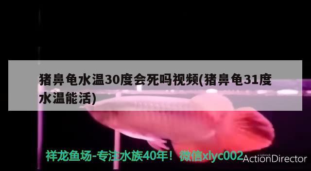 豬鼻龜水溫30度會(huì)死嗎視頻(豬鼻龜31度水溫能活) 豬鼻龜百科