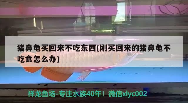 豬鼻龜買回來不吃東西(剛買回來的豬鼻龜不吃食怎么辦)