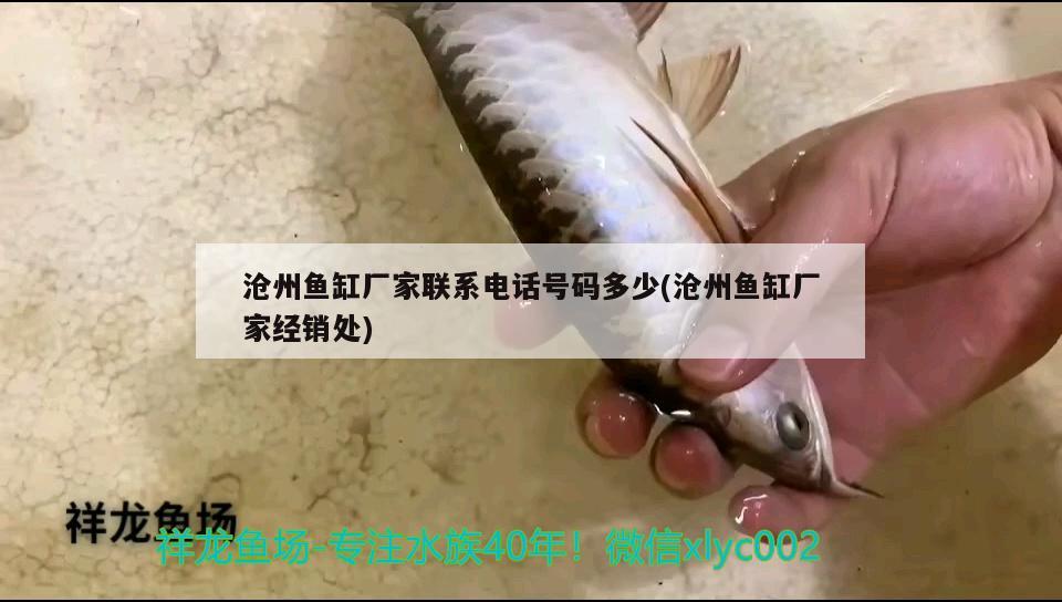 滄州魚缸廠家聯(lián)系電話號碼多少(滄州魚缸廠家經(jīng)銷處) 泰國虎魚