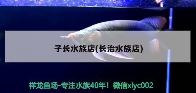 子長水族店(長治水族店) 斯維尼關(guān)刀魚