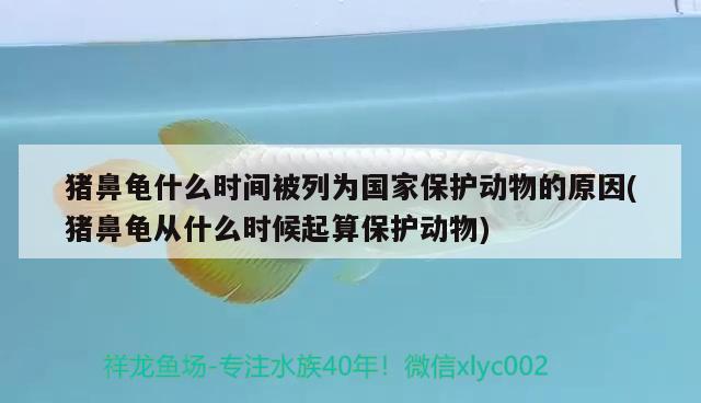 豬鼻龜什么時間被列為國家保護動物的原因(豬鼻龜從什么時候起算保護動物) 豬鼻龜百科