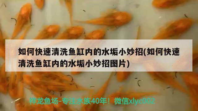 如何快速清洗魚缸內(nèi)的水垢小妙招(如何快速清洗魚缸內(nèi)的水垢小妙招圖片) B級過背金龍魚