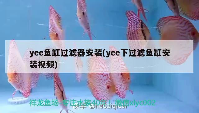 yee魚缸過濾器安裝(yee下過濾魚缸安裝視頻)