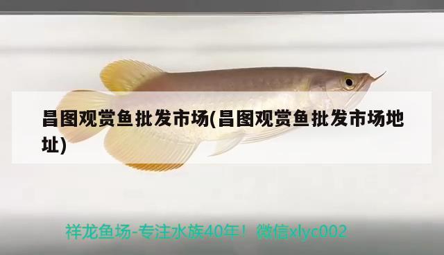 昌圖觀賞魚(yú)批發(fā)市場(chǎng)(昌圖觀賞魚(yú)批發(fā)市場(chǎng)地址) 觀賞魚(yú)批發(fā)