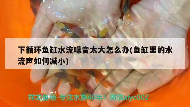 下循環(huán)魚缸水流噪音太大怎么辦(魚缸里的水流聲如何減小)