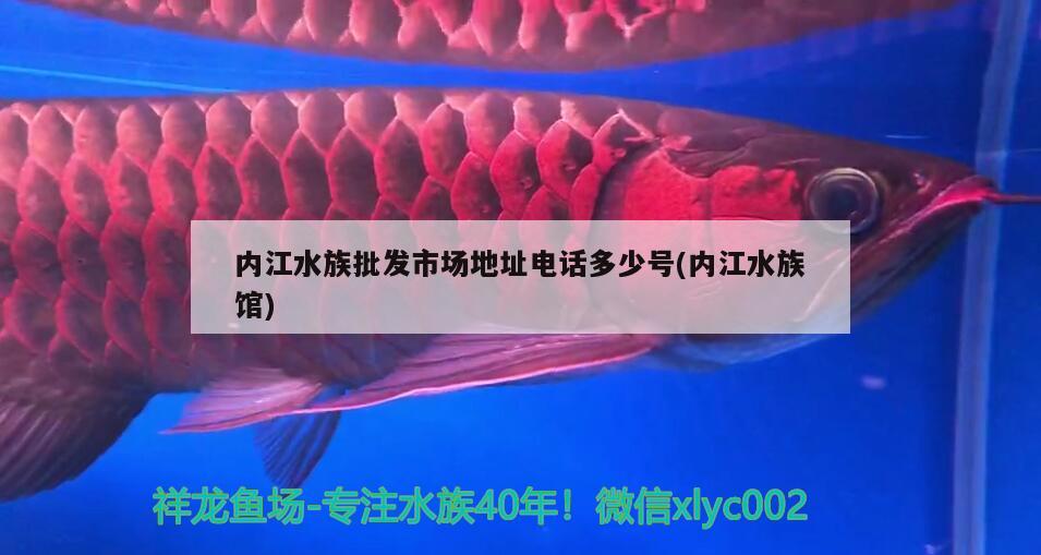 內(nèi)江水族批發(fā)市場地址電話多少號(內(nèi)江水族館) 觀賞魚水族批發(fā)市場