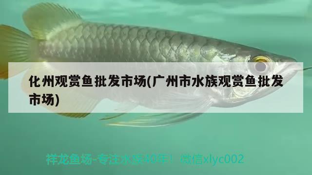 化州觀賞魚批發(fā)市場(廣州市水族觀賞魚批發(fā)市場) 觀賞魚批發(fā)