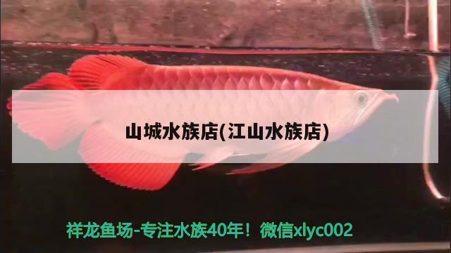 山城水族店(江山水族店) 斑馬狗頭魚