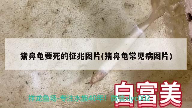 豬鼻龜要死的征兆圖片(豬鼻龜常見(jiàn)病圖片) 豬鼻龜百科