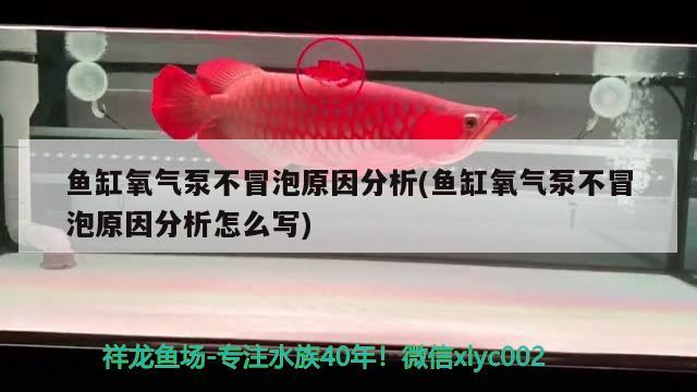 魚缸氧氣泵不冒泡原因分析(魚缸氧氣泵不冒泡原因分析怎么寫) 魚缸/水族箱